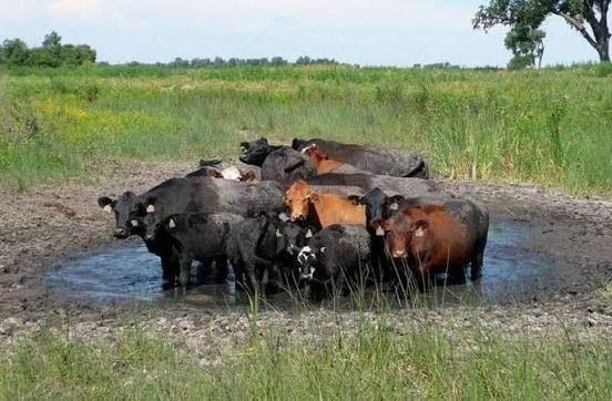 Cattle Island