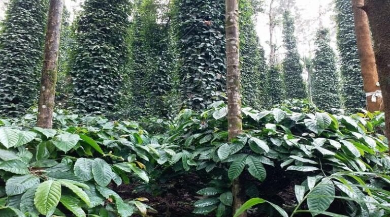 Coffee & Pepper Plantations