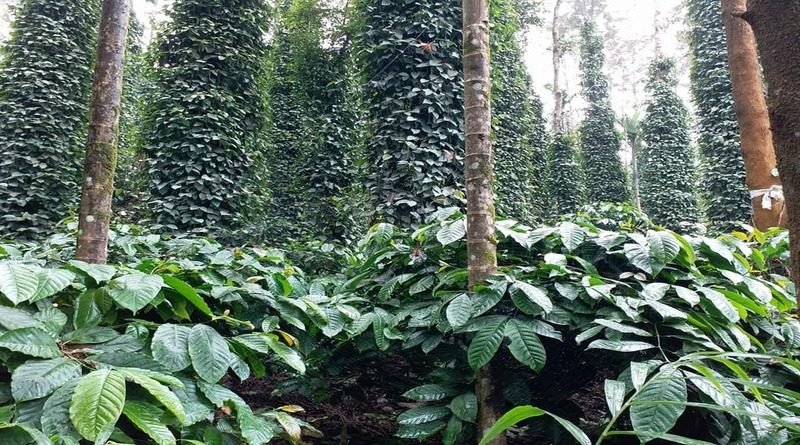 Coffee & Pepper Plantations
