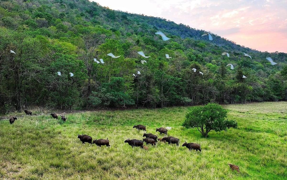 Debrigarh Wildlife Sanctuary