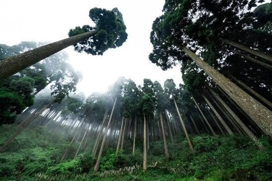 Pine Forests